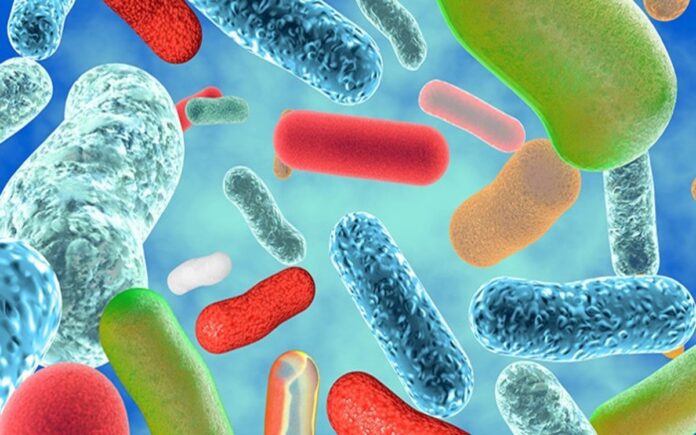Probiotics And Leaky Gut Treatment Leaky-Gut Syndrome